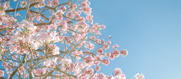 Ces jours formation n'apparaîtront pas sur Wix Evenement pour vous inscrire. A faire par Whatsapp