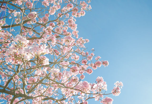 Pink Blossom