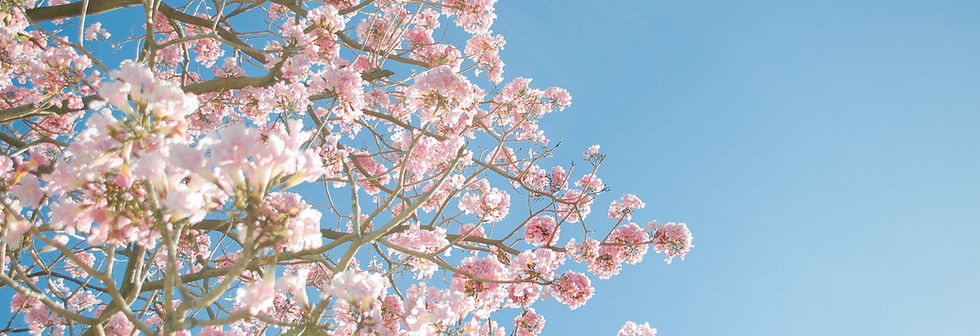 Pink Blossom