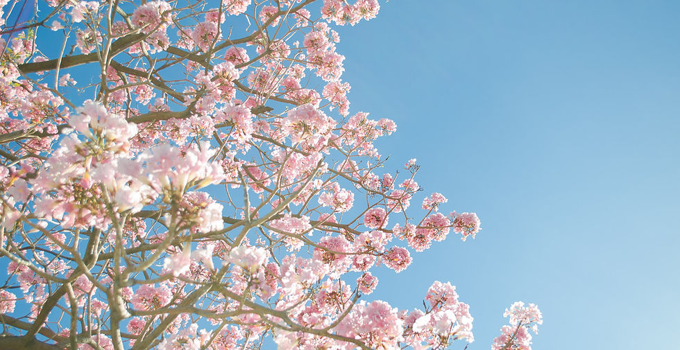 Pink Blossom
