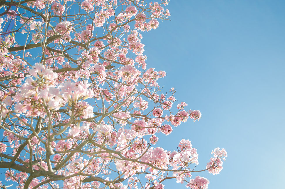 桜の木