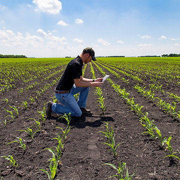 Agricultural engineer with tablet