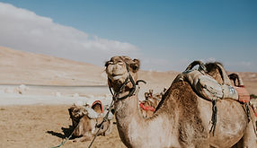 Smiling Camel Close-Up