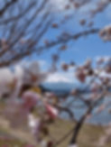 Cherry Blossoms Blooming