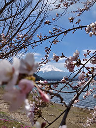 桜と富士山