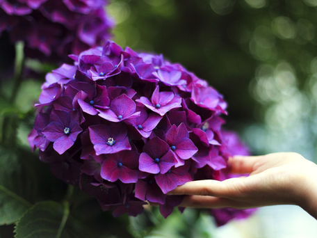 a deep purple flower with a blurred green leaf background