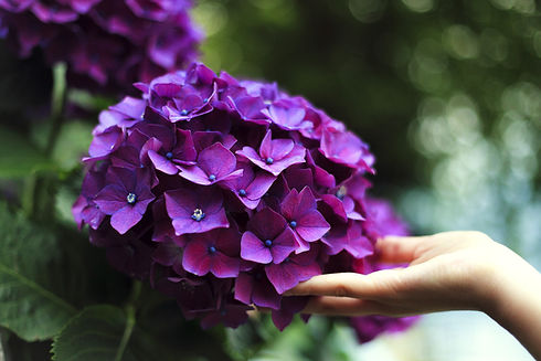 Purple Blossom