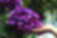 Purple Blossom