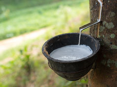 Sustainable rubber supply chain