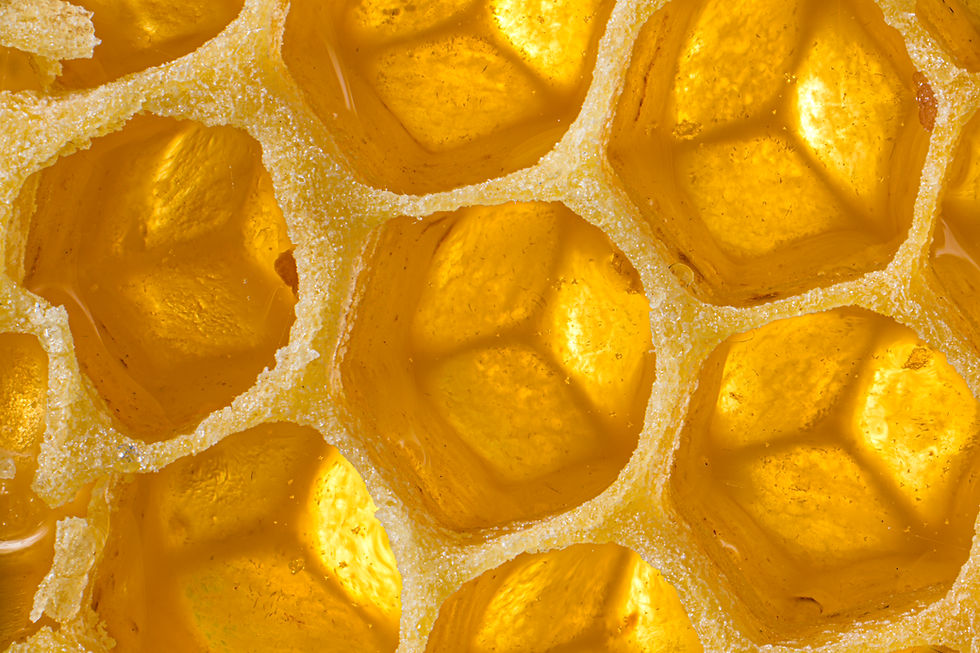 Gros plan sur le nid d'abeilles