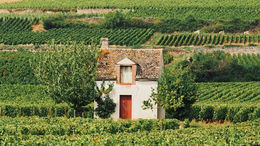 Willkommen im Kleingartenkrieg – Psychologie des ganz normalen Nachbarschafts-Irrsinns