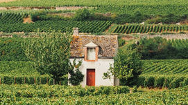 Willkommen im Kleingartenkrieg – Psychologie des ganz normalen Nachbarschafts-Irrsinns