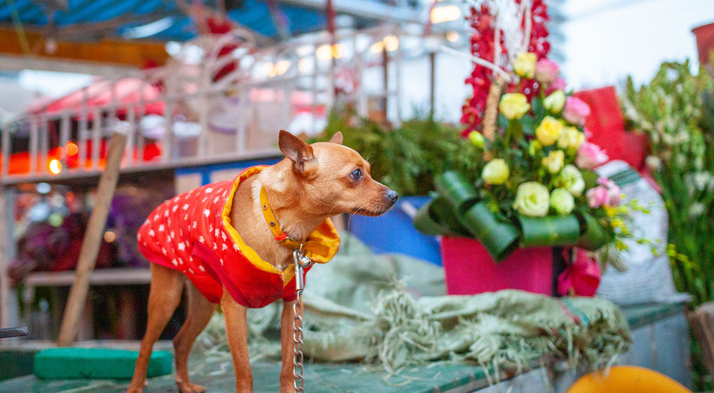 Little Chihuahua wearing a red dress