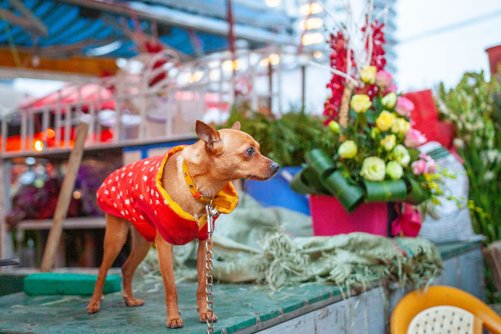 Little Chihuahua wearing a red dress