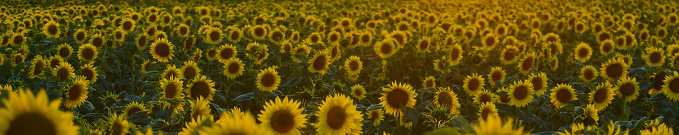 Sunflower Field