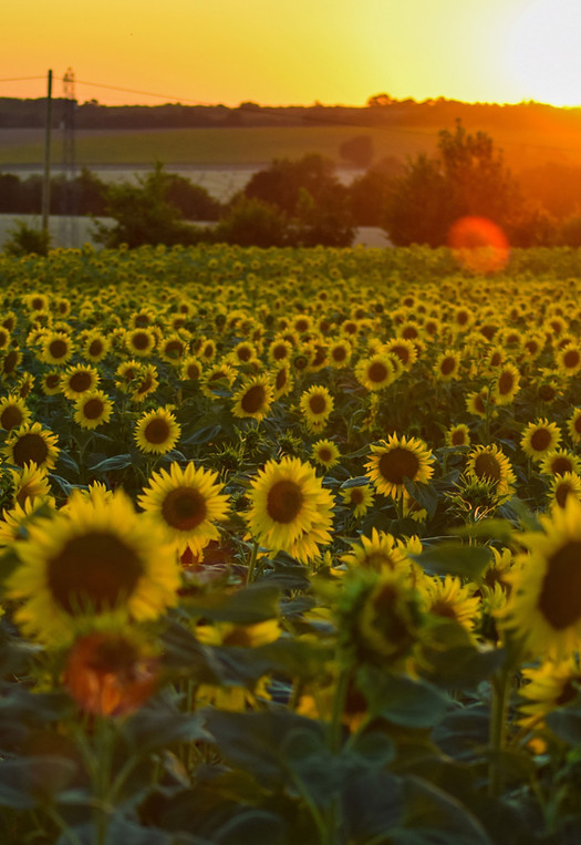 Sunflower Field