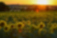 Sunflower Field