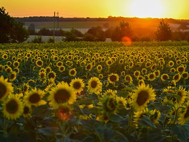 Champ de tournesol