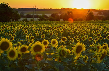 Campo de girasol