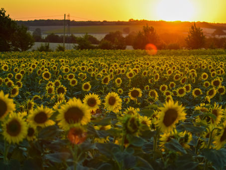 Why are sunflower seeds so addictive?