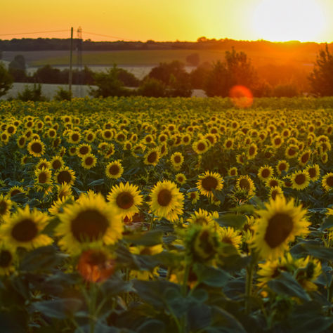De zon en haar bloemen