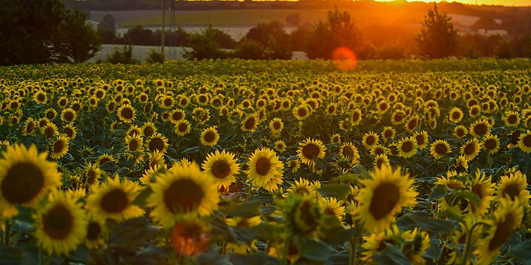 Heatwaves reduce EU Maize and Sunflower yield outlook, highlighting need for Climate-Resilient Agriculture