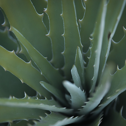 Aloe Vera Plant