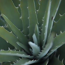 Aloe Vera Plant