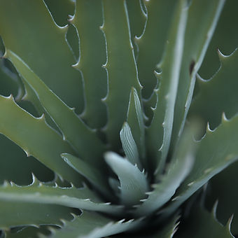 Aloe Vera Plant
