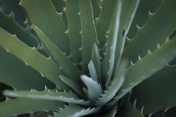 Pianta di aloe in primo piano