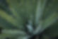 Aloe Vera Plant
