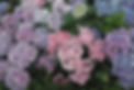 Hydrangeas