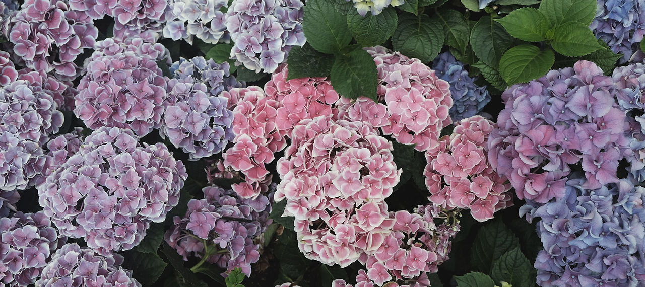アジサイ