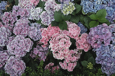 Hydrangeas