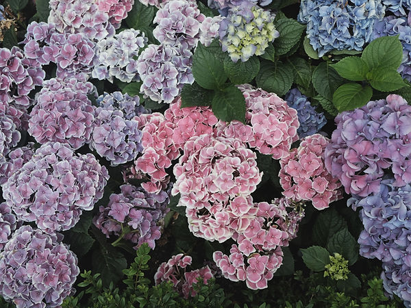 Hydrangeas