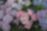 Hortensias