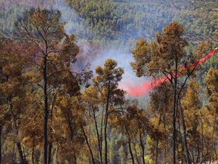 What Happens After You File a Wildfire Claim