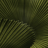 Green Leaf Patterns