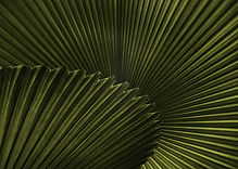 Green Leaf Patterns