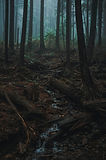 Wild Forest