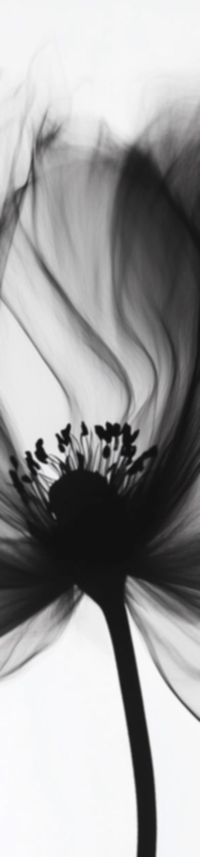 Delicate Black Flower