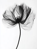 Abstract Black Flower Art