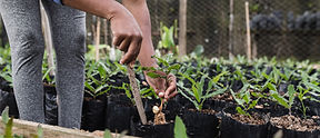 Tencys AgriGPT Trade Transplanting