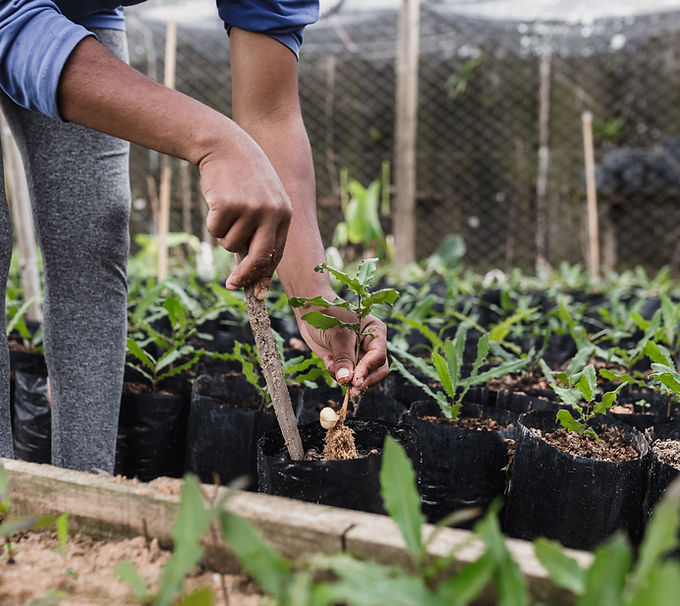 Planting Seedlings