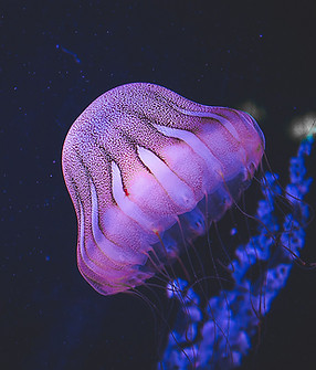 Purple Jellyfish