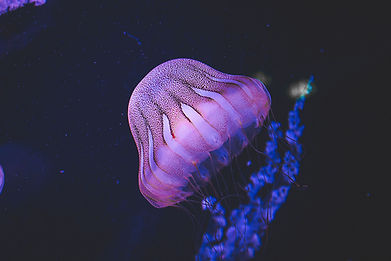 Purple Jellyfish