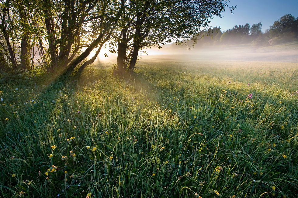 early morning