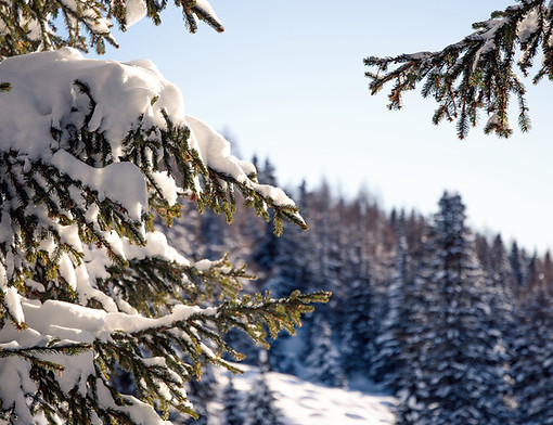 Neige de la forêt