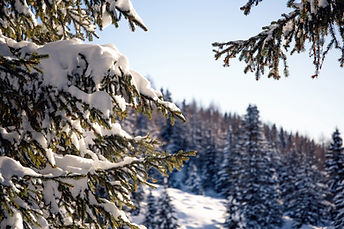 Forest Snow