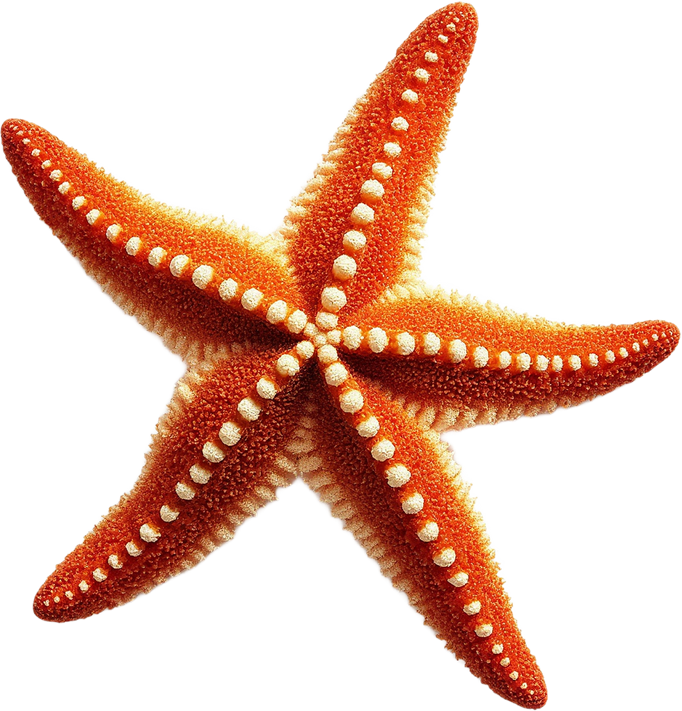 Vivid Orange Starfish